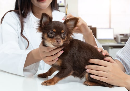 THC and Pets: Understanding the Risks and Safe Alternatives for Stress Relief in Dogs